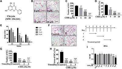 Chrysin Protects Against Titanium Particle-Induced Osteolysis by Attenuating Osteoclast Formation and Function by Inhibiting NF-κB and MAPK Signaling